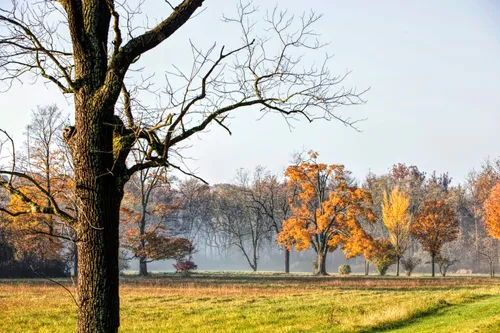 photo of trees in autumn on the Morley farm
