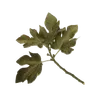 fig branch with leaves