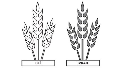 dessin de comparaison d’une gerbe de blé et d’une gerbe d’ivraie