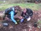 Youth planting trees.