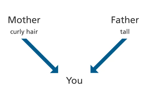 diagram, parents, attributes, you