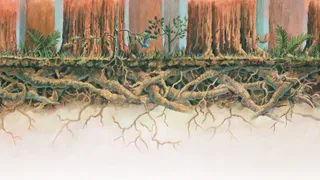 Illustration of redwood tree roots below ground.