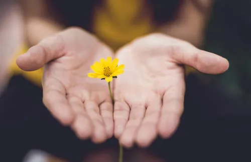two hands cupping a yellow flower