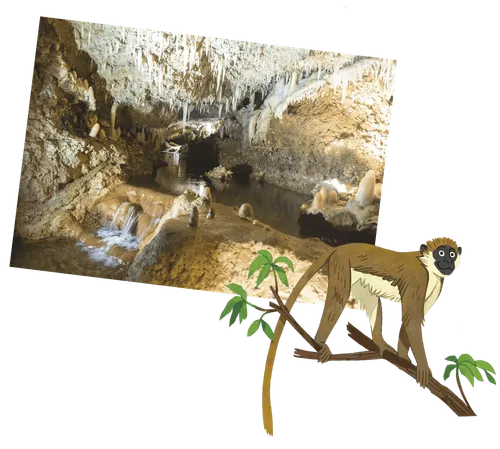 Photo of cave with rock formations and illustration of a monkey on a branch