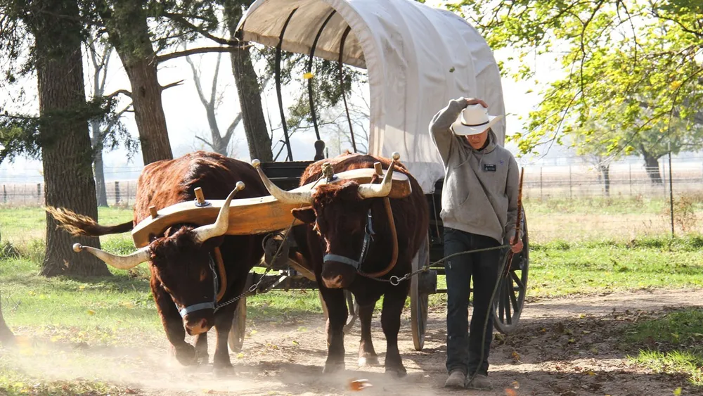 A man wearing a cowboy hat walks alongside two oxen yoked together pulling a covered wagon along a dusty path.