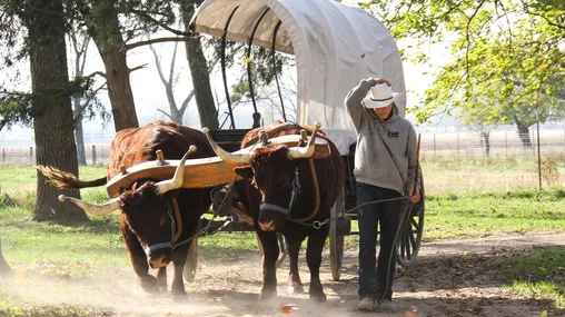 A man wearing a cowboy hat walks alongside two oxen yoked together pulling a covered wagon along a dusty path.