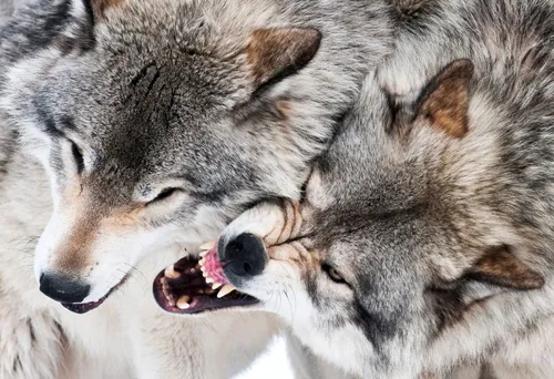 wolves