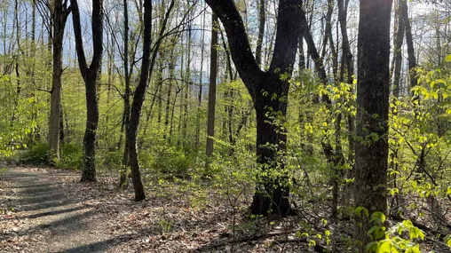 A trail through a forest of trees with the sun shining brightly. 