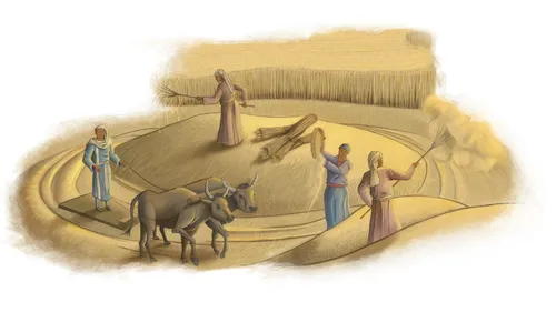 men and women working in a field of wheat with oxen