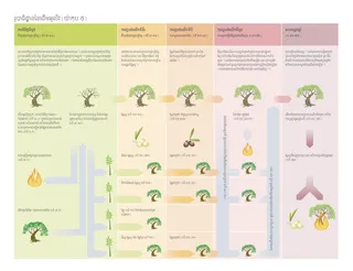 តារាង​រូបាធិដ្ឋាន​អំពី​ដើម​អូលីវ