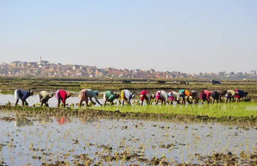 women planting a rice paddy in Madagascar