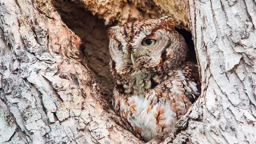 owl in tree