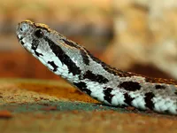 巴勒斯坦地區的毒蛇