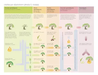 diagramma līdzībai par eļļaskokiem