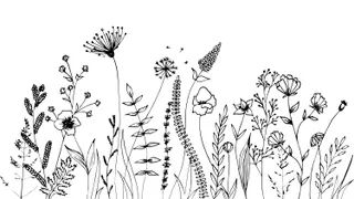 Wildflowers and grasses with various insects
