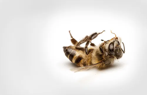 蜜蜂