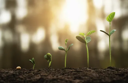 soybeans growing in soil