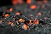 hot coals