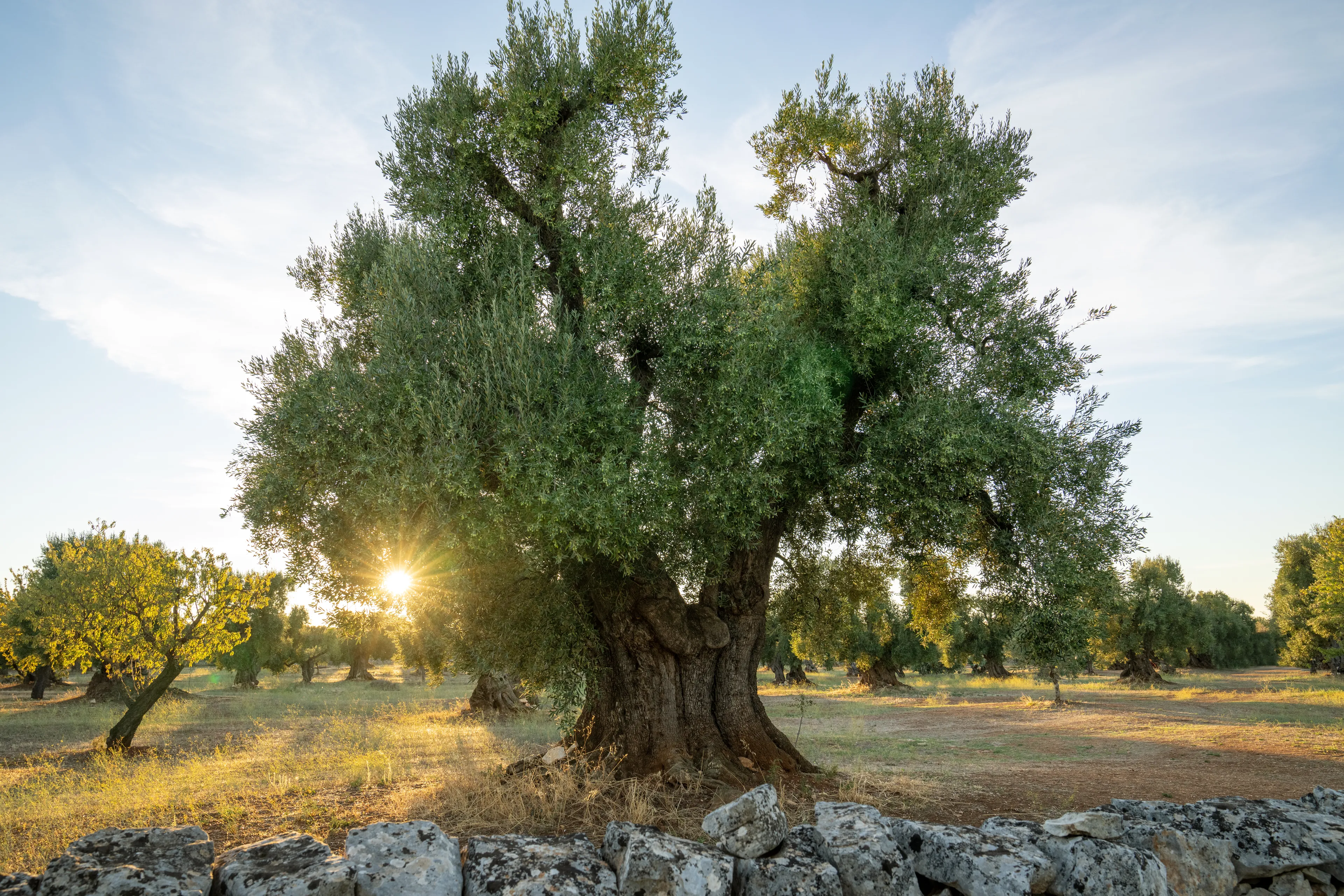 The sun sets behind an olive tree in the vineyard. This is part of the olive tree allegory mentioned in Jacob 5.