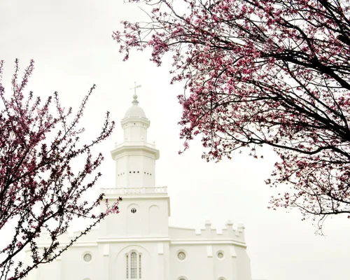 The spire of the St. George Utah Temple, framed by pink flowering trees.