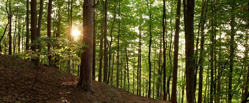 Various exterior shots of the sunlight breaking through trees at the Hill Cumorah in Manchester, New York.