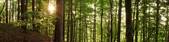 Various exterior shots of the sunlight breaking through trees at the Hill Cumorah in Manchester, New York.