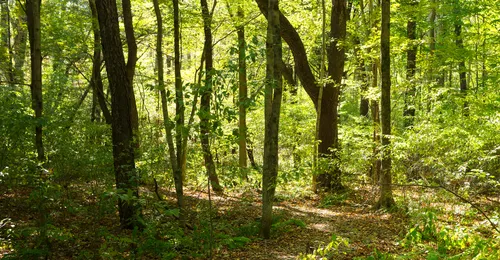 woods at Priesthood Restoration Site