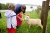 father and children feeding lamb