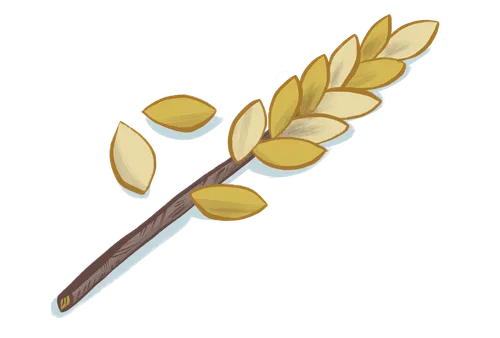 a stalk of wheat grains