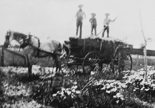 young men on hay wagon