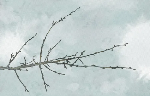 barren tree branch