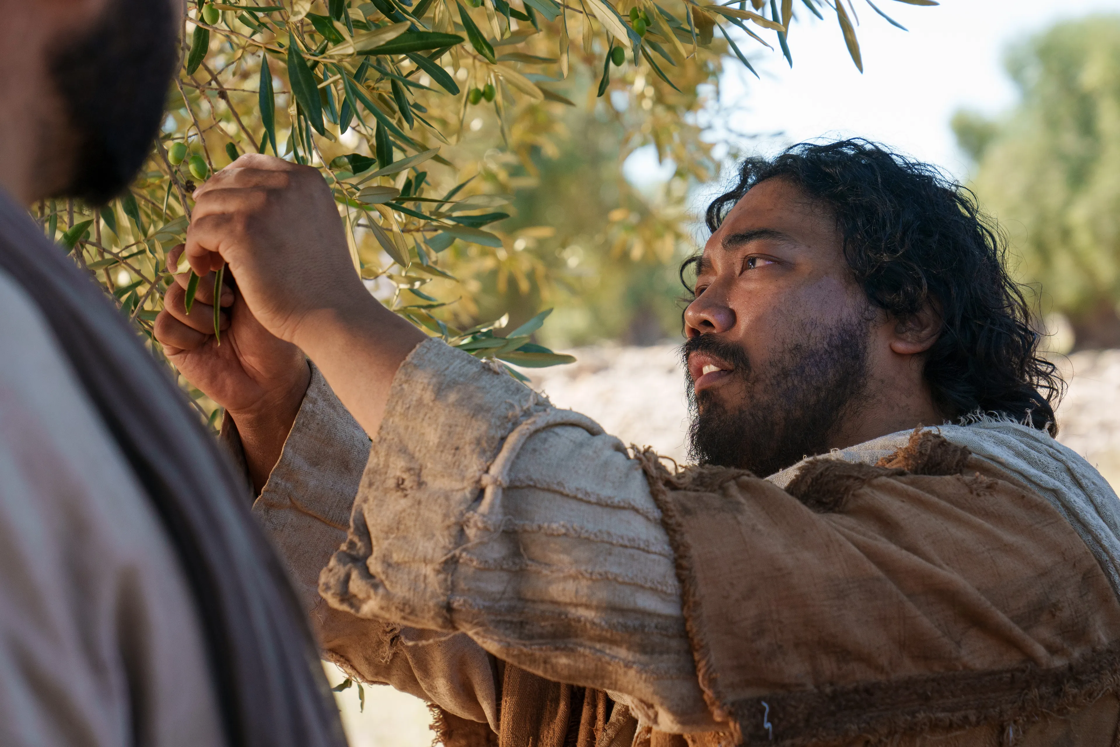 The Lord of the Vineyard and his servant go to the mother olive tree and find that it is full of bad fruit. This is part of the olive tree allegory mentioned in Jacob 5.