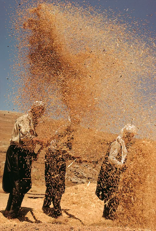 farmers separating the grain from the chaff