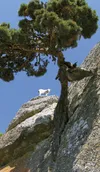 sheep on cliff