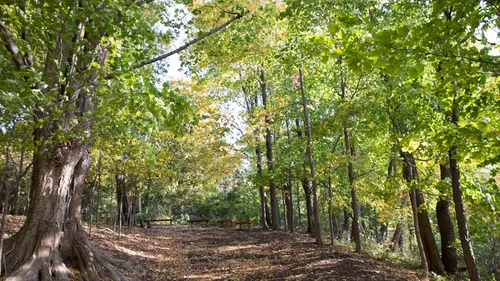 Tree-lined path