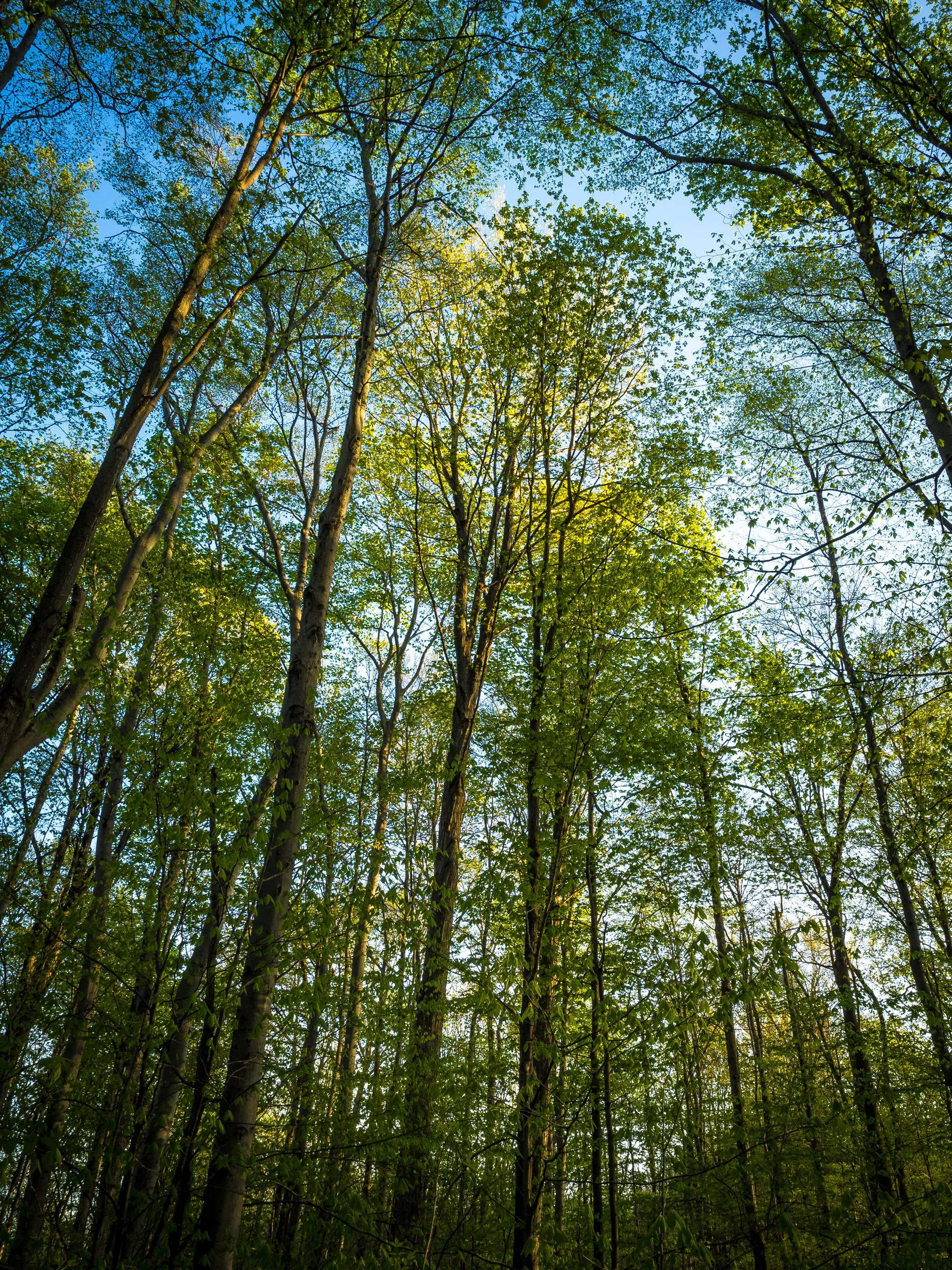 Spring trees in the Sacred Grove.