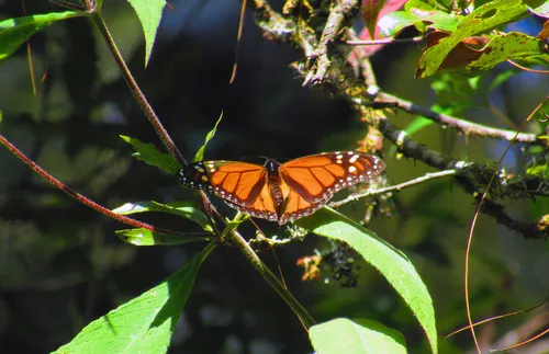 Monarch butterfly
