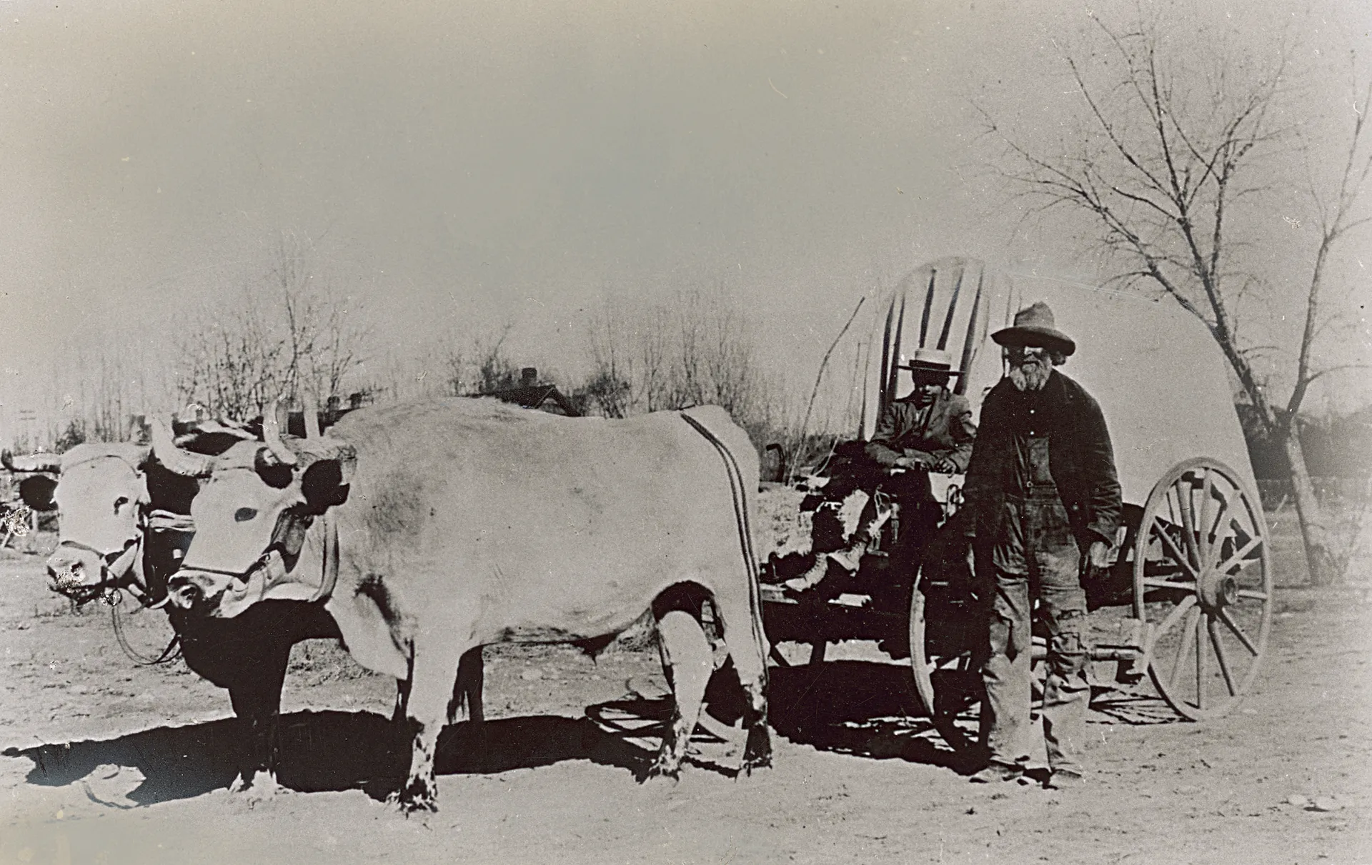 A historical photograph showing a team of oxen pulling a small covered wagon.