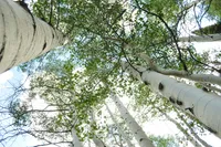 A grove of aspen trees