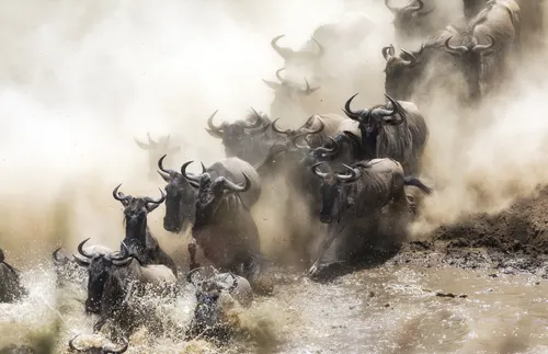 stampede of wildebeests