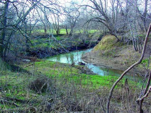 River with green trees overhanging each bank.