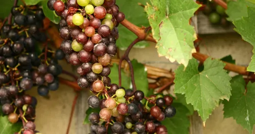 grapes on vine