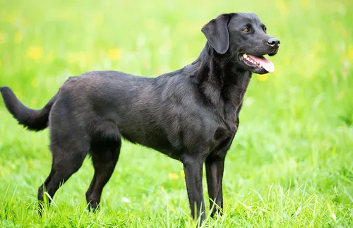 Black Labrador