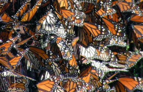 Cluster of butterflies