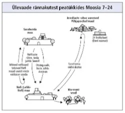 rännakud peatükkides Moosia 7–24