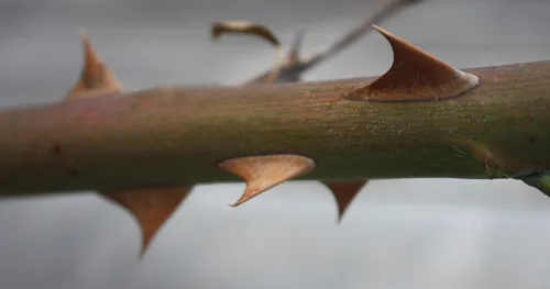 Spring rose bush thorns.