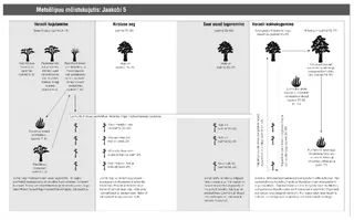 mõistukuju õlipuust