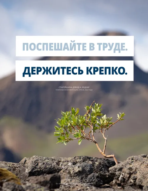 плакат с изображением растения на скале