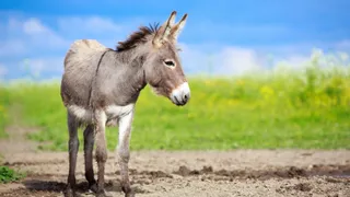 Grey donkey in field