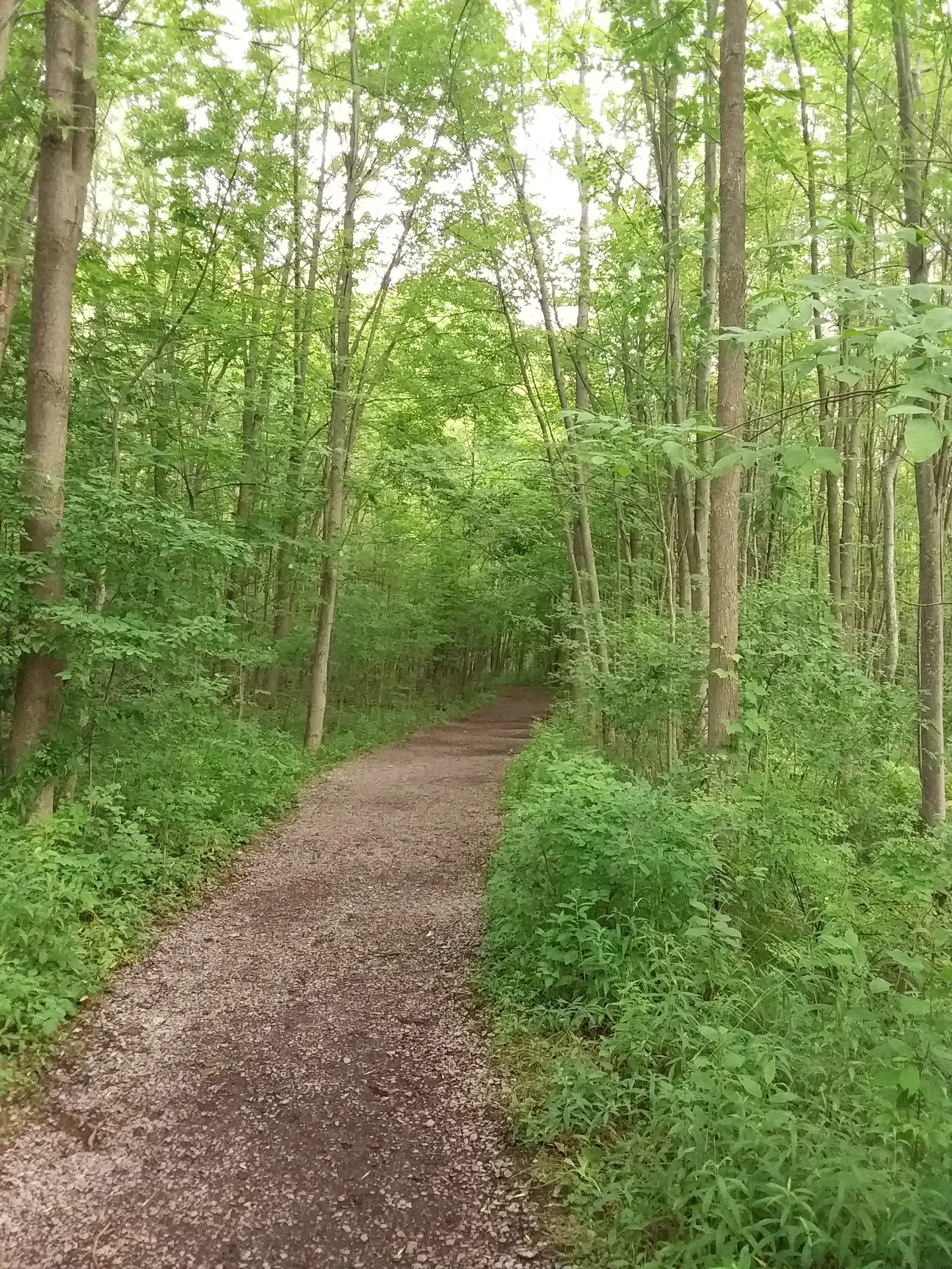 The main pathway through the Sacred Grove on a summer day.